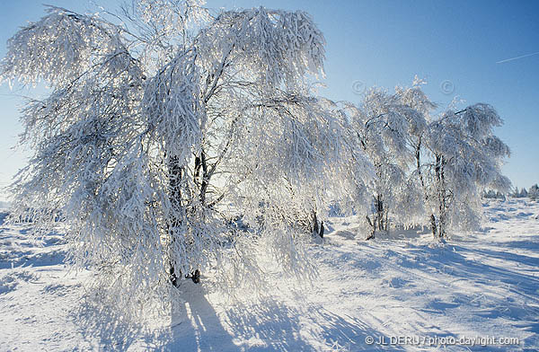 les Hautes Fagnes